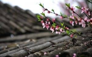 Roofing company Austin helps to remove debris from roof